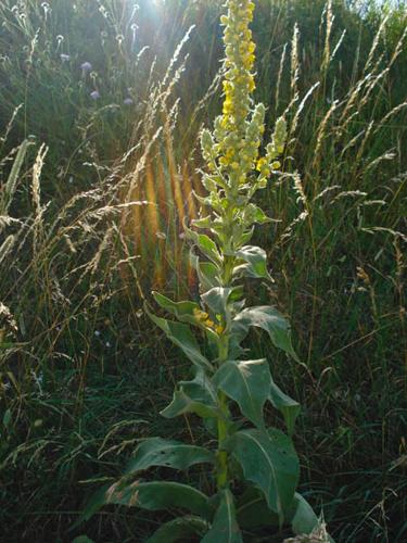 Verbascum phlomoides © NICOLAS S.