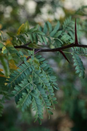 Gleditsia triacanthos © DESCHEEMACKER A.