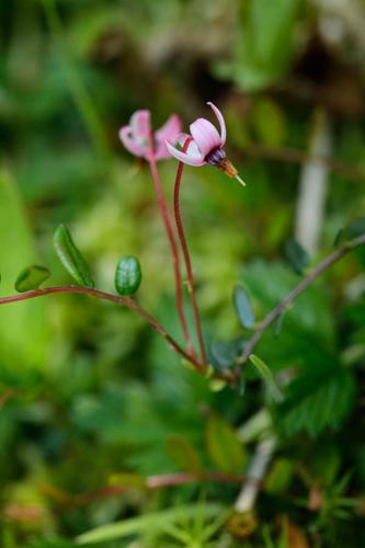 Vaccinium oxycoccos © DESCHEEMACKER A.