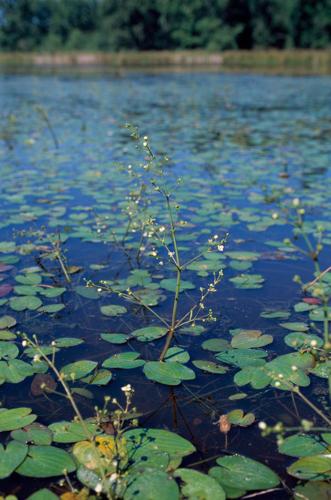 Caldesia parnassifolia © OLIVIER L.