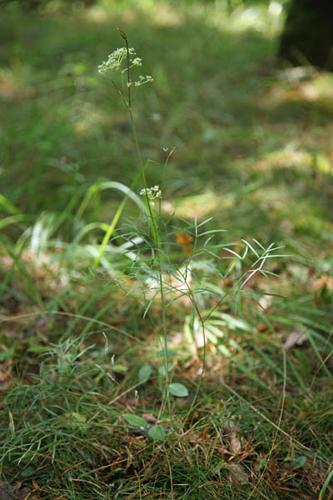 Peucedanum gallicum © DESCHEEMACKER A.