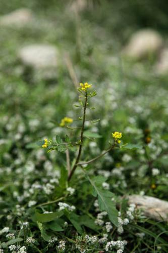 Rorippa palustris © DESCHEEMACKER A.