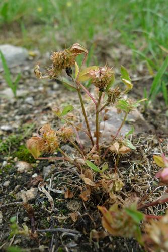 Trifolium retusum © MOREL A.
