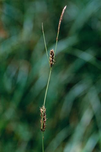 Carex melanostachya © OLIVIER L.