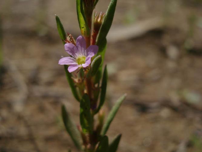 Lythrum hyssopifolia © NICOLAS S.