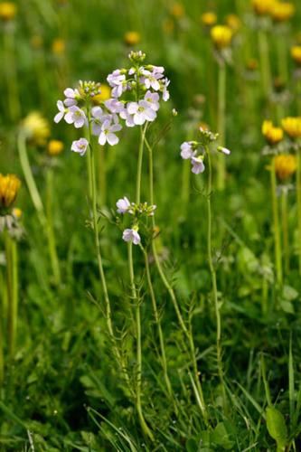 Cardamine pratensis © DESCHEEMACKER A.