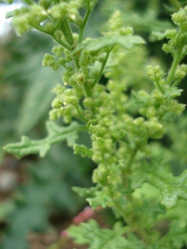 Chenopodium botrys © NICOLAS S.