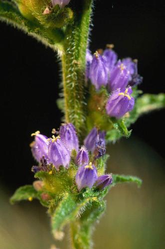 Campanula cervicaria © OLIVIER L.