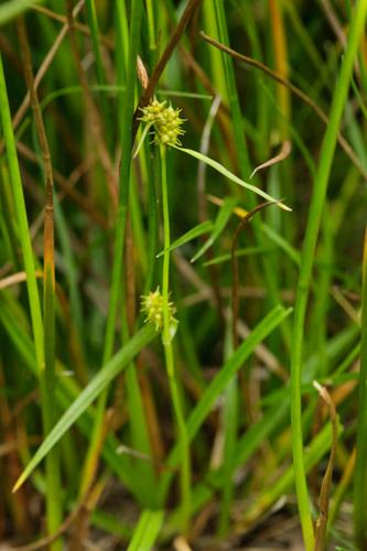 Carex viridula © DESCHEEMACKER A.