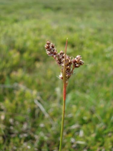 Luzula multiflora © NICOLAS S.