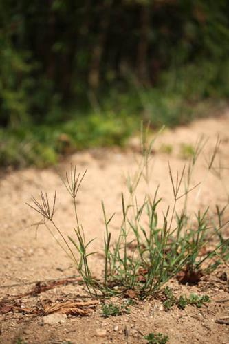 Digitaria sanguinalis © DESCHEEMACKER A.