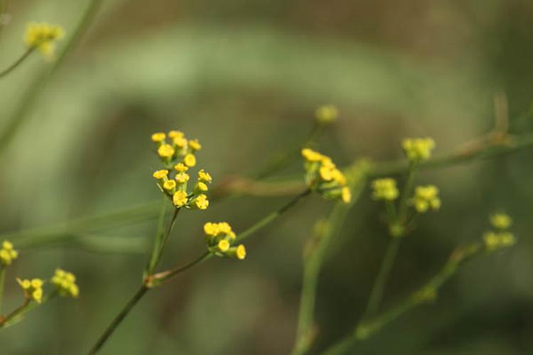 Bupleurum praealtum © DESCHEEMACKER A.