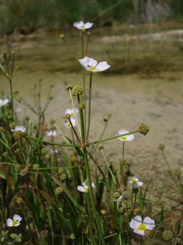 Baldellia ranunculoides © NICOLAS S.