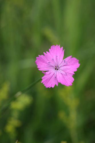 Dianthus carthusianorum © DESCHEEMACKER A.