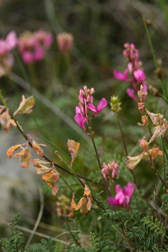 Hedysarum boveanum subsp. europaeum © DESCHEEMACKER A.