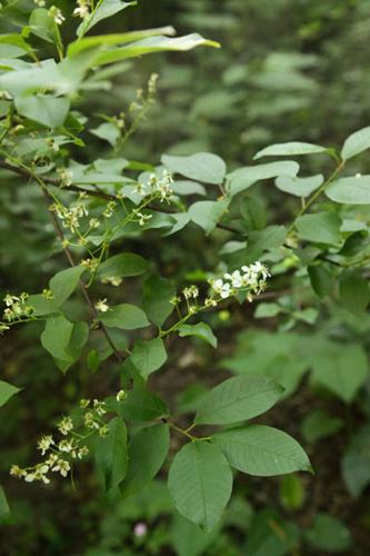 Prunus padus © DESCHEEMACKER A.