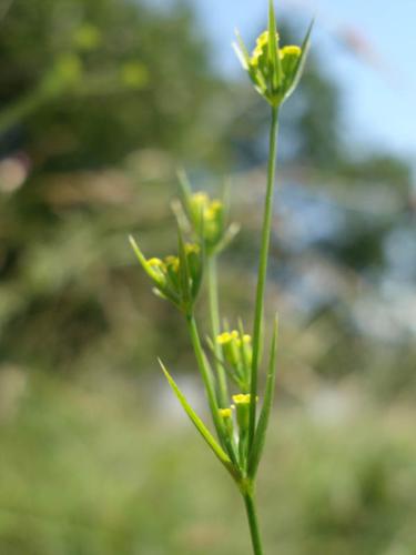 Bupleurum gerardii © NICOLAS S.