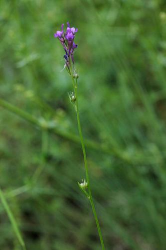 Linaria pelisseriana © DESCHEEMACKER A.