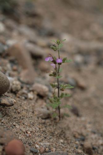 Teucrium botrys © NAWROT O.