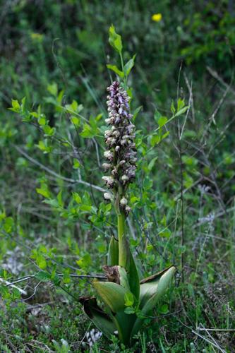 Himantoglossum robertianum © DESCHEEMACKER A.