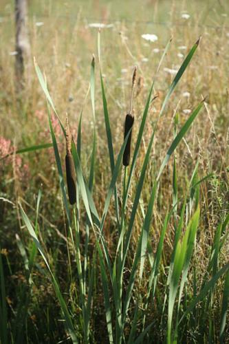 Typha latifolia © DESCHEEMACKER A.