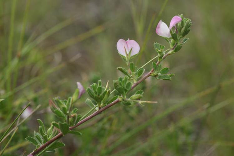 Ononis spinosa © DESCHEEMACKER A.