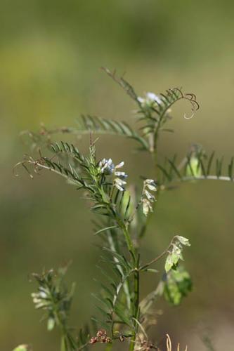 Vicia hirsuta © DESCHEEMACKER A.