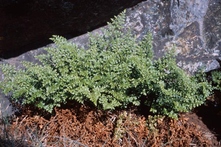 Asplenium cuneifolium © OLIVIER L.