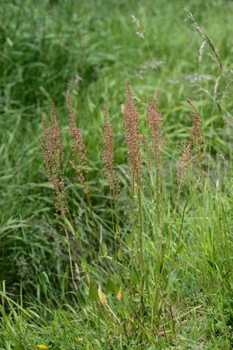 Rumex acetosa © DESCHEEMACKER A.