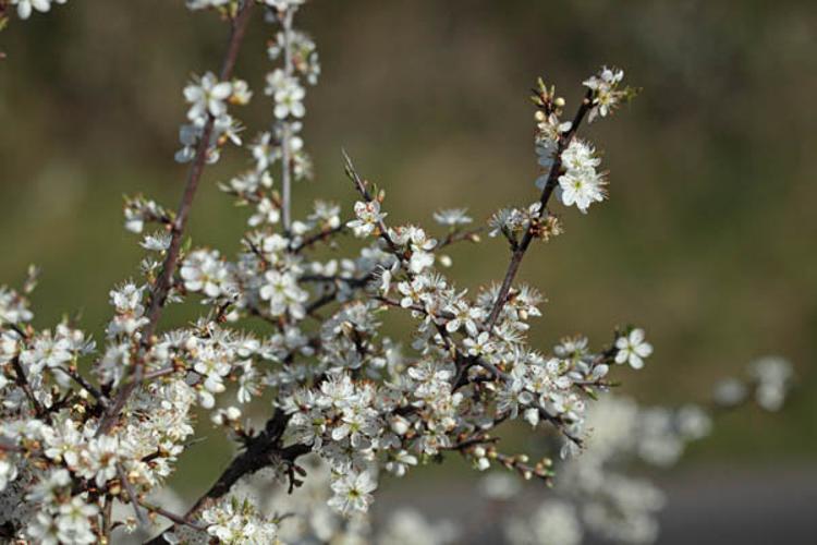 Prunus spinosa © DESCHEEMACKER A.