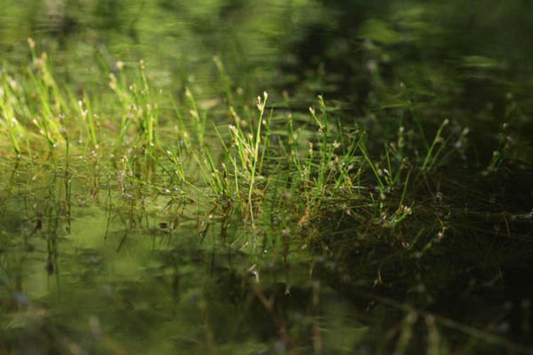 Juncus bulbosus © DESCHEEMACKER A.