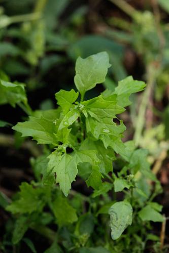 Chenopodium murale © DESCHEEMACKER A.