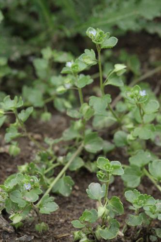 Veronica hederifolia © DESCHEEMACKER A.