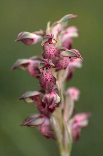 Anacamptis coriophora subsp fragrans © GRAVELAT B.