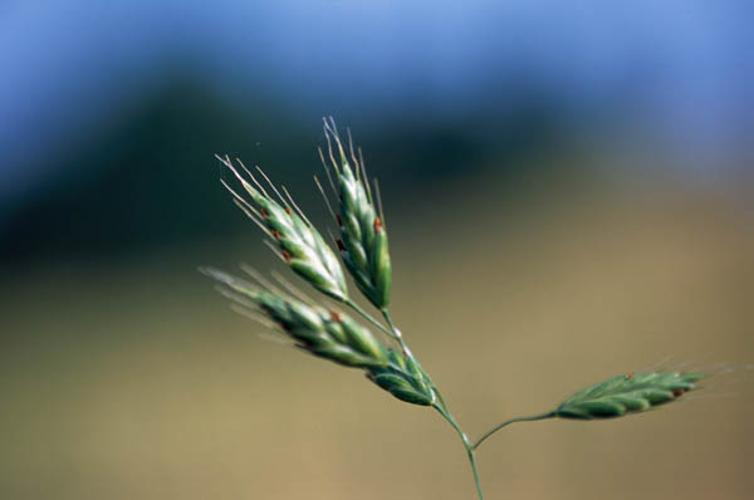 Bromus secalinus © GRAVELAT B.