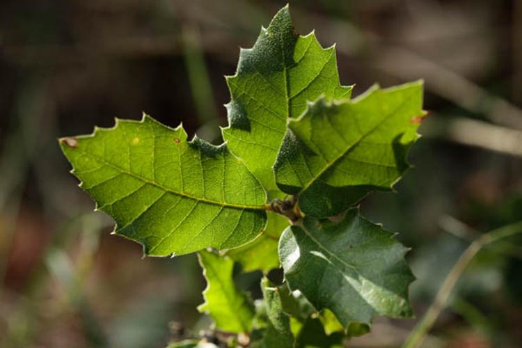 Quercus ilex © DESCHEEMACKER A.