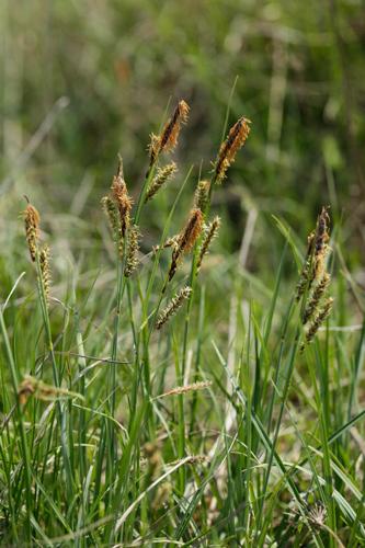 Carex flacca © DESCHEEMACKER A.