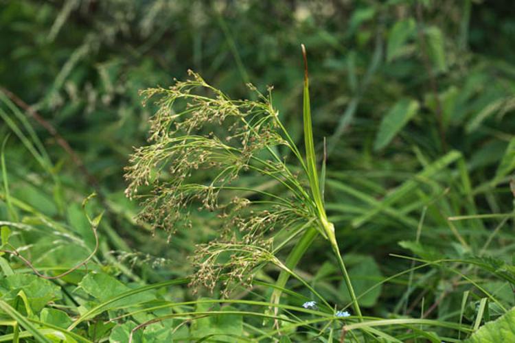 Scirpus sylvaticus © DESCHEEMACKER A.