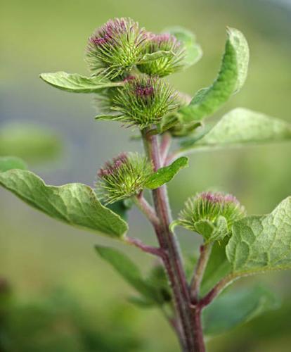 Arctium minus © DESCHEEMACKER A.