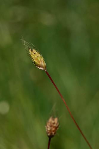 Alopecurus rendlei © DESCHEEMACKER A.