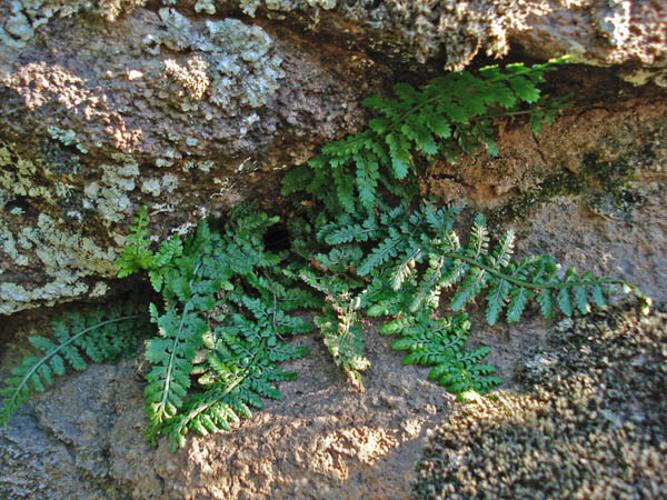 Asplenium foreziense © NICOLAS S.