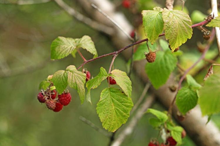 Rubus idaeus © DESCHEEMACKER A.
