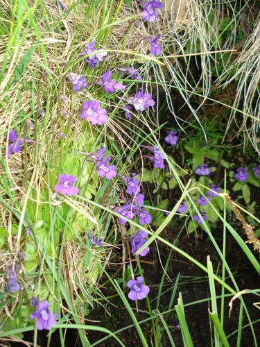 Pinguicula grandiflora © NICOLAS S.