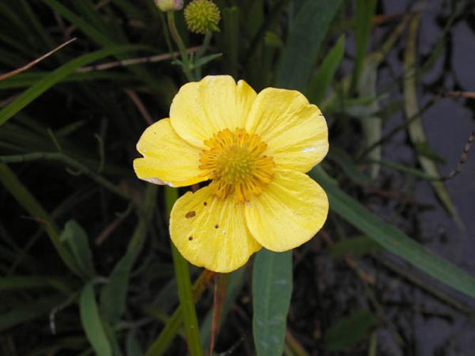 Ranunculus lingua © CHABROL L.