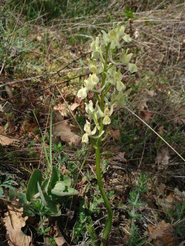 Orchis provincialis © NICOLAS S.