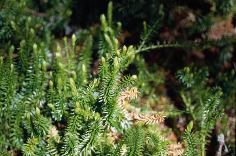 Lycopodium annotinum © PETETIN A.