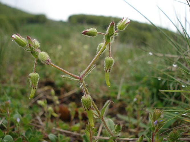 Cerastium ramosissimum © NICOLAS S.