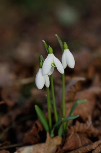 Galanthus nivalis © DESCHEEMACKER A.