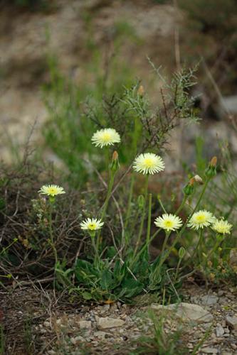 Urospermum dalechampii © DESCHEEMACKER A.