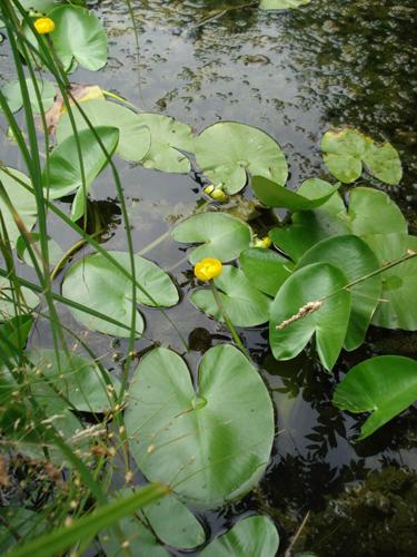 Nuphar lutea © NICOLAS S.